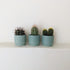 Cactus in colourful ceramic planter